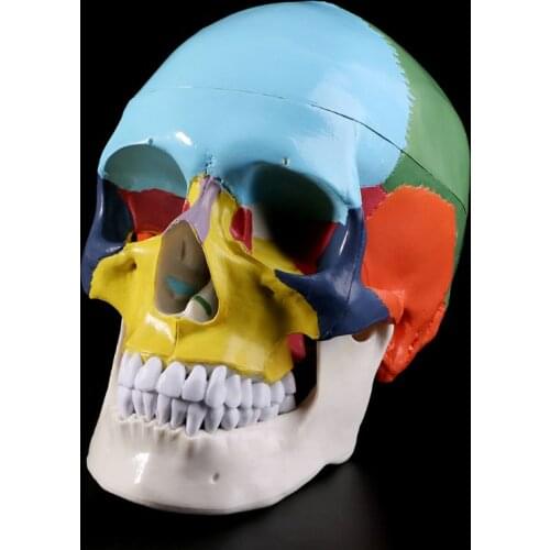 Life Size Colorful Human Skull Model Anatomical Anatomy Teaching Skeleton Head Studying Teaching Supplies