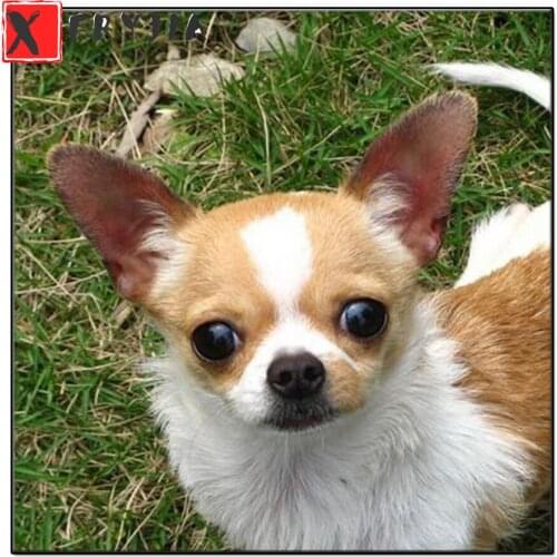 3d full round square diamond Chihuahua embroidery Diy full diamond painting stitch cross mosaic picture rhinestones home art