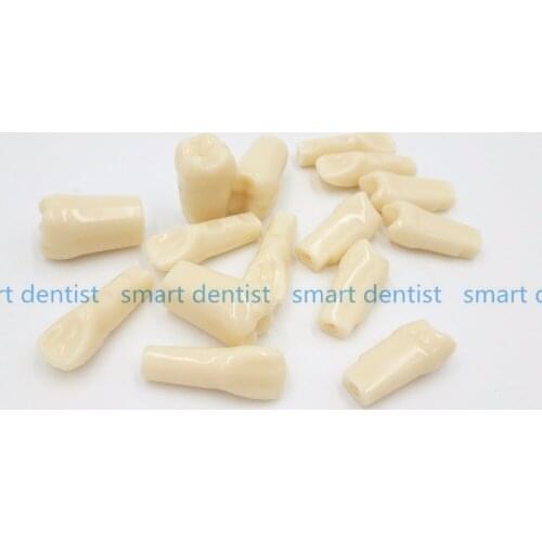 High Quality 2018 new arrival teeth model replace teeth whole set 28 pcs spare teeth teaching model learning model