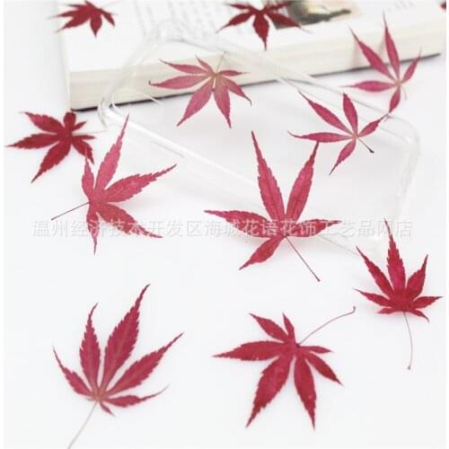 Maple Leaf Specimen Real Flower Dried Flower Pressed Flower DIY Handmade Material Package