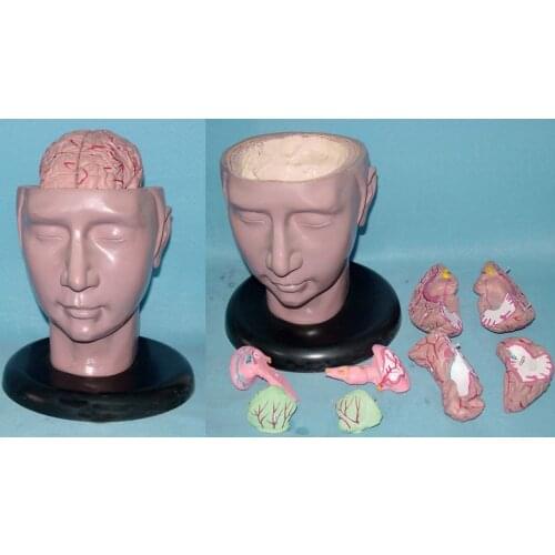 Human head and brain model human skull Medical Model model free shipping
