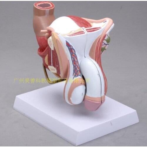 4parts 1:1 Life-sized Human Male Female Anatomy Internal External Reproductive Organs Urinary System Model Andrology Structure