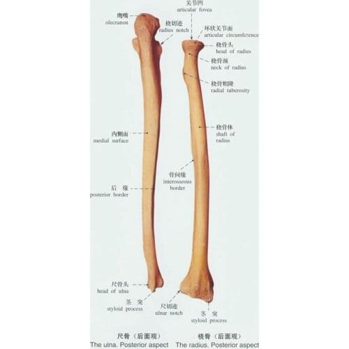 Human 1:1 Ulna model skeleton Medical Teaching free shipping