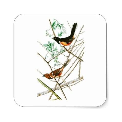 3.8cm Towhe Bunting John James Audubon Birds of America Square Sticker