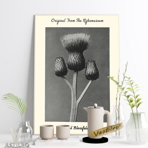 Karl Blossfeldt Plant Enlarged Photography Exhibition Poster Queen Anne Thistle Pirint Canvas Painting Cirsium Canum Home Decor