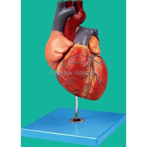 Magnified Heart Anatomical Model, Adult Heart Model