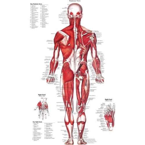 MUSCULAR SYSTEM DIAGRAM CHART Art Film Print Silk Poster Home Wall Decor 24x36inch