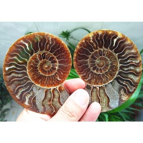 A pair Split Ammonite Fossil Specimen Shell Healing Madagascar Statue