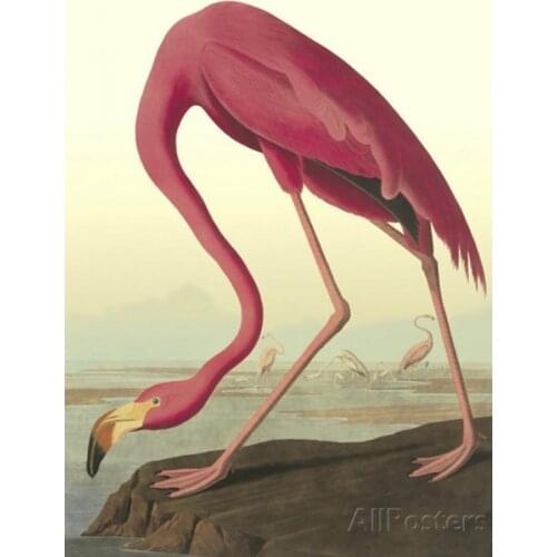 Canvas art birds painting American Flamingo John James Audubon artwork handmade oil paintings for home decor Christmas Gift Red