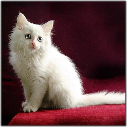 5D Diy Diamond Painting Cross Stitch Cat On The Red Carpet Needlework Diamond Embroidery Full Square Mosaic Decoration Resin Kit