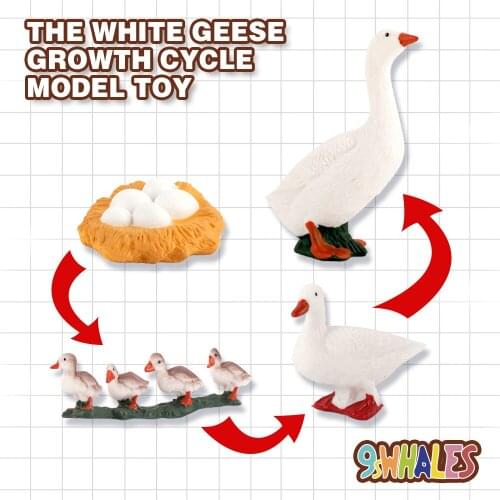 Children Adult Educational toy Simulation animals PVC White Goose Growth Cycle Model toy Popular Science Decoration Gift