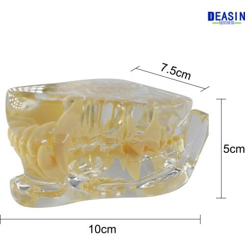 Good Quality 2017 new Dog tooth jaw model Veterinary Teaching Dog tooth transparent professional model