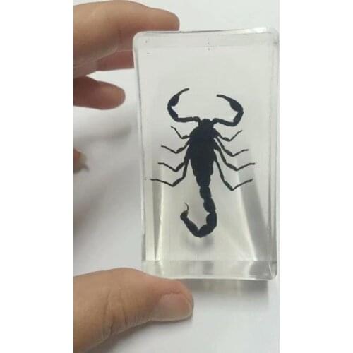 FREE SHIPPING Discount Sale Creative MO 16 fashion Specimen Books Tools Home Decorative Gift