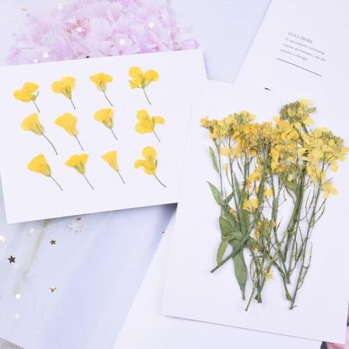 24pcs,Natural Pressed Canola flowers,Eternal Dried Flowers DIY Flora Stickers Craft Bookmark Gift Nail Art Facial decoration