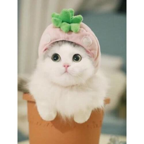 5D DIY Diamond Painting Square/Round Diamond Animal Painting White Cat Scene Picture Cross Stitch Embroidery Decoration WG3100