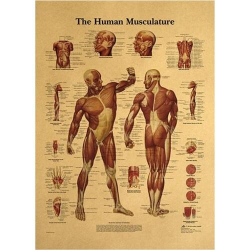 Human Body Illustration-Muscle Tissue Kraft Paper Retro Poster Classroom Museum Decoration Painting