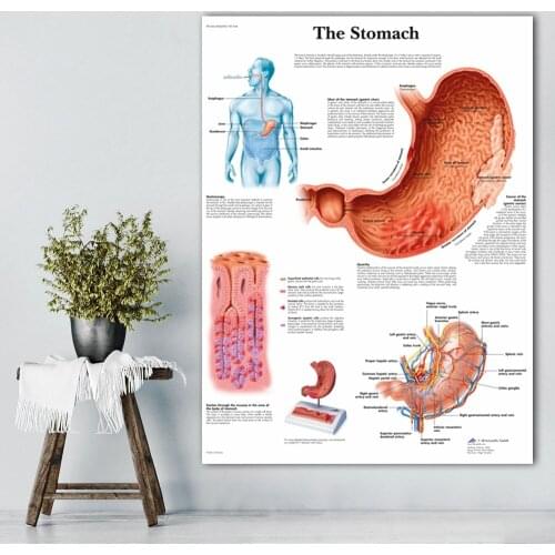 WANGART The Digestive System Chart Stomach Charts Posters Canvas Print Wall Pictures for Medical Education Office Home Decor