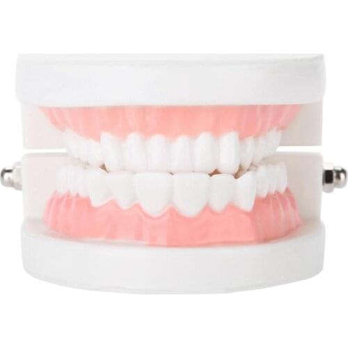 Dental Denture Model 28PCS Standard Adult Teeth Model Medical Teaching Dental Laboratory Equipment Drop Shipping