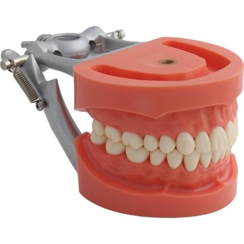 Teeth Model Dental Model Teaching Standard Nissin Style Demonstration Hard Gum 32pcs