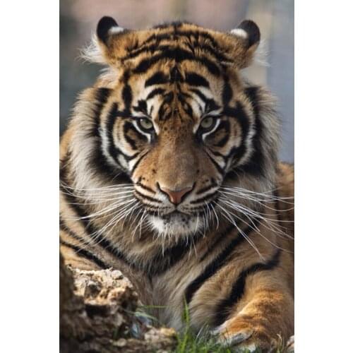 5D DIY Full Square/Round Diamond Painting "Animal Tiger" 3D Embroidery Cross Stitch Mosaic Painting Home Decor Gift
