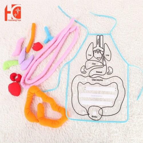 Пособия по биологии Hui Cheng Toys China At AliExpress