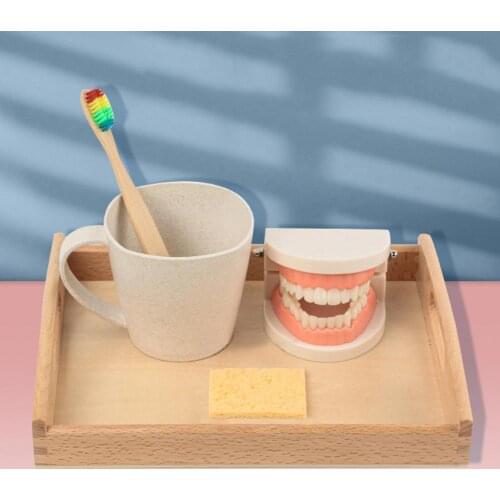 1 Set Tooth Model Sturdy Structure High Simulated Reusable Dental Teaching Tooth Toothbrush Model for Child Early Education