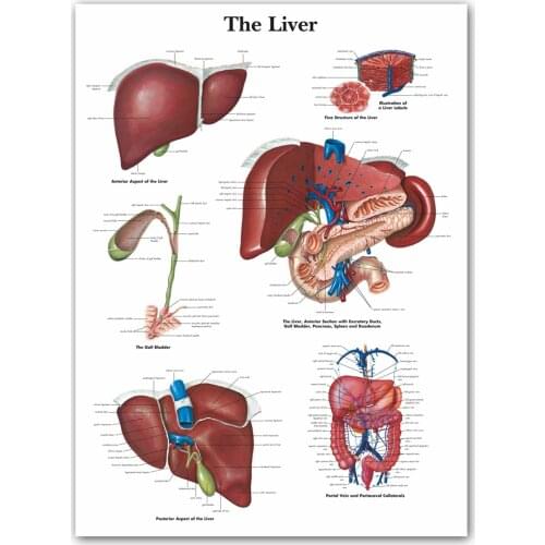 WANGART Liver Chart Art Poster Print Body Map Canvas Wall Pictures for Medical Education Home Decor
