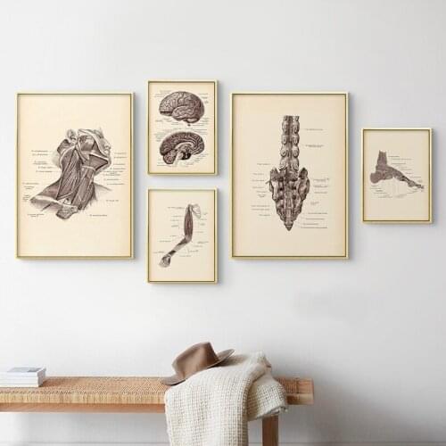 Human Anatomy Vintage Medical Brain Structure Muscular Poster Wall Art Picture Canvas Print Education Painting Modern Home Decor