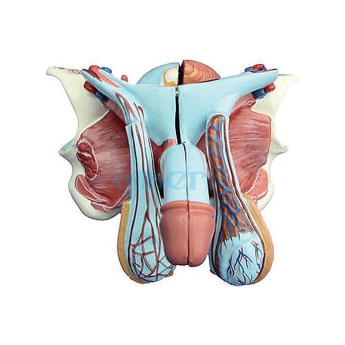 Human Male Genital Penis Organ Anatomical Medical Model Anatomy 5 Part Male Genital Organ
