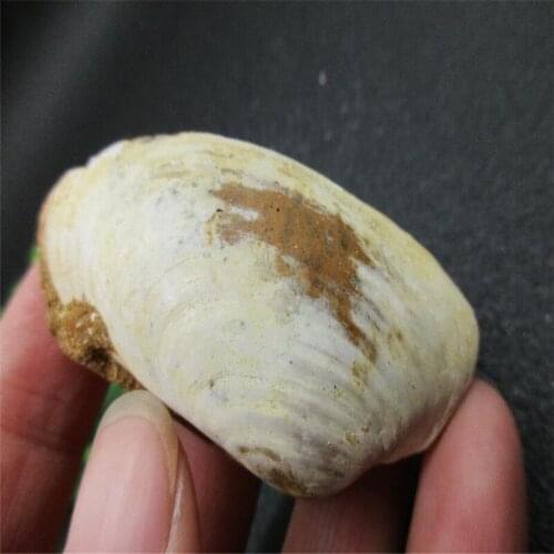 Madagascar mineral, shellfish fossil, ancient fossil home decoration