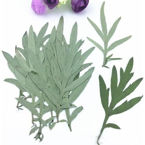 120pcs Pressed Dried 5-8cm Chinese Mugwort Leaves Flower Plants Herbarium For Jewelry Postcard Phone Case Invitation Card DIY