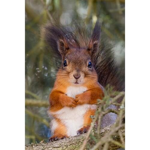 Full square 5D DIY diamond painting animal squirrel diamond embroidered cross stitch mosaic pattern home decoration craft ZWQ