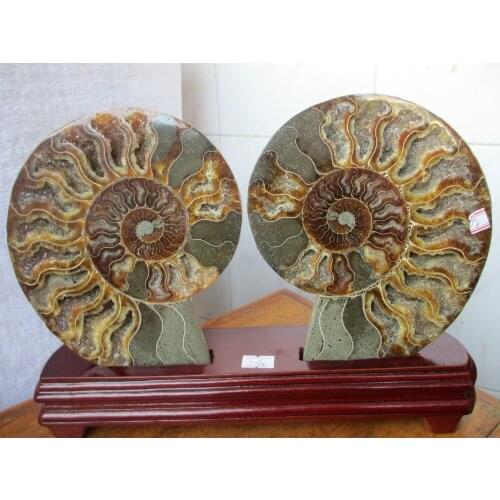 AMMOLITE NAUTILUS MADAGASCAR FOSSIL SPECIMEN HEALING 1124g+stand 438g