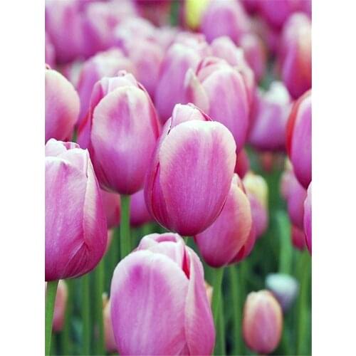 Tulips Flower DIY Embroidery Cross Stitch 11CT Kits Needlework Craft Set Printed Canvas Cotton Thread Home Decoration Sale