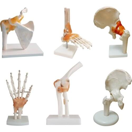 Human knee joint model shoulder joint elbow joint hand joint foot joint hip skleton model with ligament 1:1
