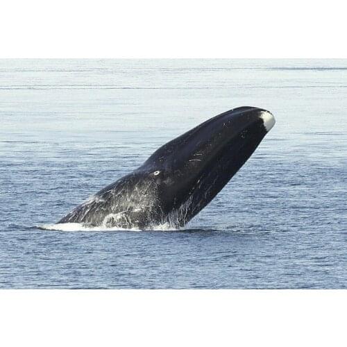 Bowhead Whales Giant Marine Animal (8) Wall Posters Prints Silk Art Painting For Home Wall Bedroom Decor