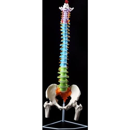 1: 1 human spine skeleton model adult orthopedic exercises with cervical lumbar discs color spine skeleton model