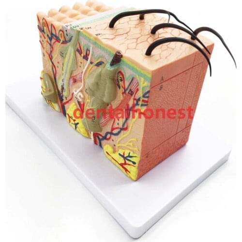 Cosmetic plastic 35X Three-dimensional skin model skin structure model enlarged anatomical model