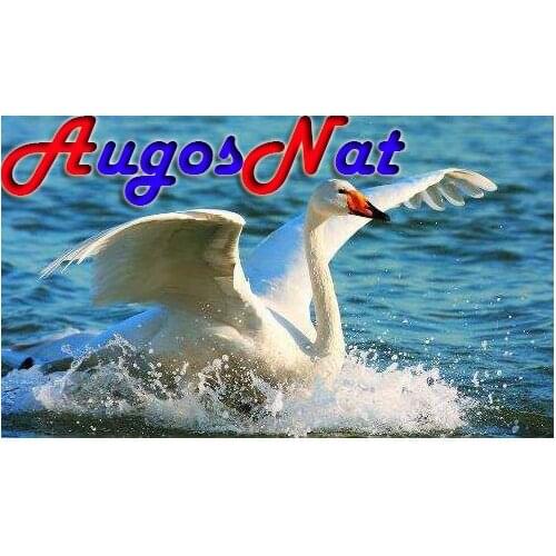 5d full diamond painting white swans rhinestone embroidery birds mosaic art decor diamond dots poster wall paper diy craft gift