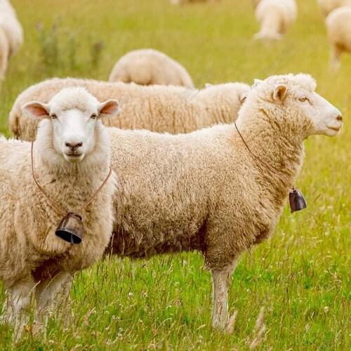 NEW Metal Bells Cats Dogs Pets Decoration Bells Hanger Metal Bells Loud Crisp Spread Farther Loud Cow Horse Sheep Grazing