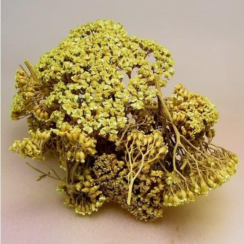 Yarrow flower - Achillea millefolium - 50 gr-400 gr Free Shipping