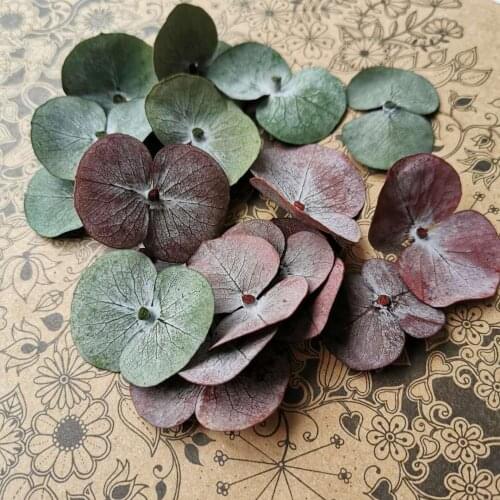 10g/30-35pcs,Natural Fresh Preserved Eucalyptus leaves,Eternelle Real plant Material DIY Christmas craft Bookmark Scented candle