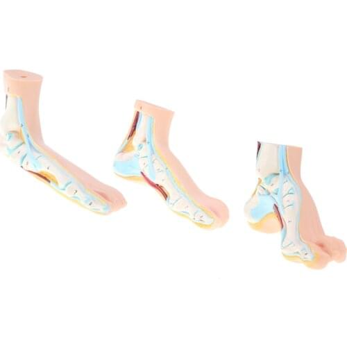 1:1 Human Anatomical Normal, Arched and Flat Foot Model with Ligaments, Nerves and Arteries