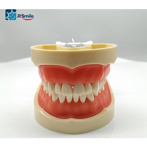 Dental Teeth Model Dental Typodont Model M8012 Standard Model with 32 Screw-in Teeth