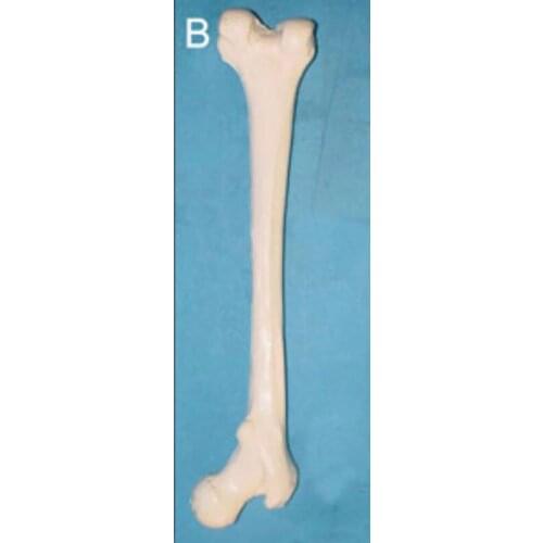 Human Femur model Bones skeleton Medical Teaching model free shipping