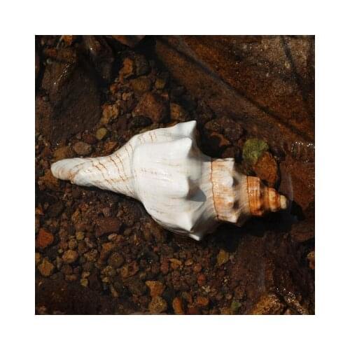 Natural shell spines red spiral snail large conch shell wedding decoration shooting props fish tank aquarium decoration Mediterr