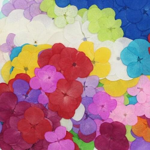 New hydrangea dried floral DIY manual drip dried flower mobile phone case bookmark scented candle drip dried flower