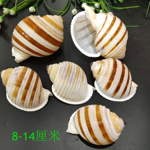 8-14cm Striped snails Natural large conch shells Mediterranean creative potted plants Aqua snails