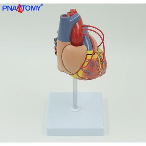 INTRODUCTORY CORONARY BYPASS Anatomical model heart anatomy life size colored medical gift teaching tool PNATOMY blood cell