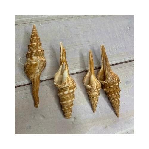 Natural conch long concave mouth flower conch